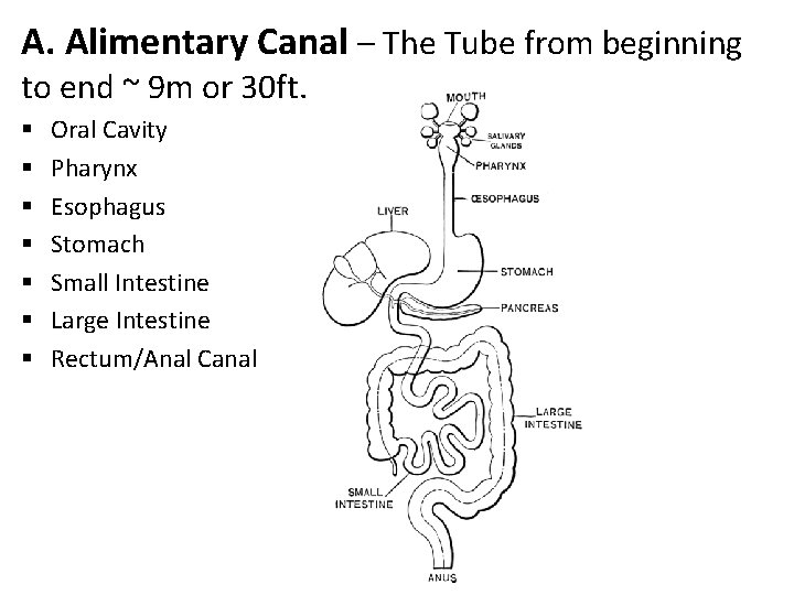 A. Alimentary Canal – The Tube from beginning to end ~ 9 m or