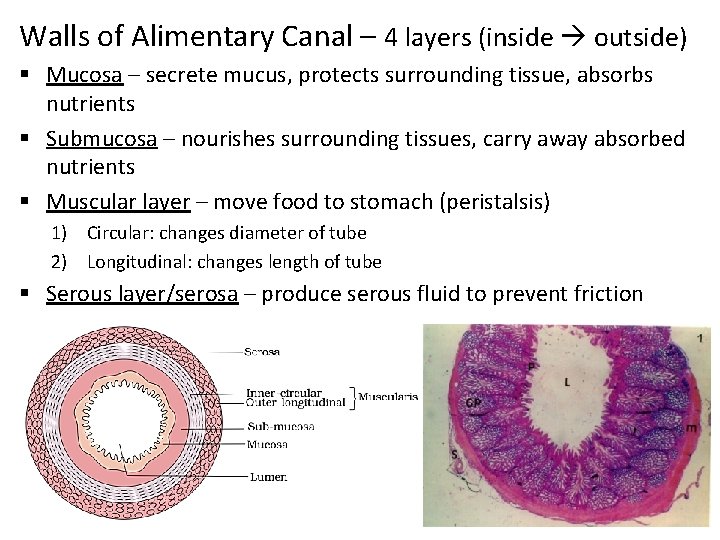 Walls of Alimentary Canal – 4 layers (inside outside) § Mucosa – secrete mucus,