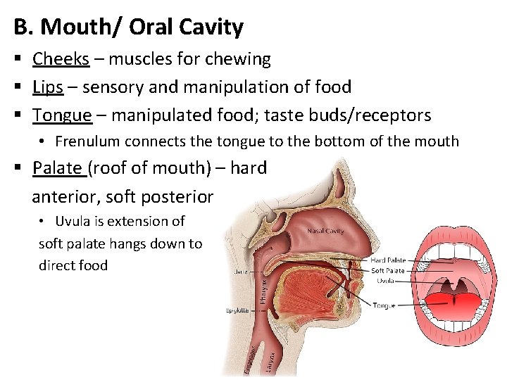 B. Mouth/ Oral Cavity § Cheeks – muscles for chewing § Lips – sensory