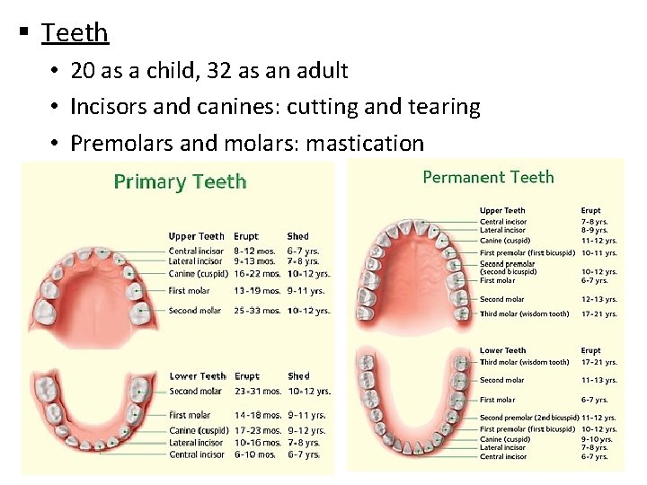 § Teeth • 20 as a child, 32 as an adult • Incisors and