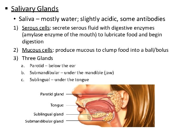 § Salivary Glands • Saliva – mostly water; slightly acidic, some antibodies 1) Serous
