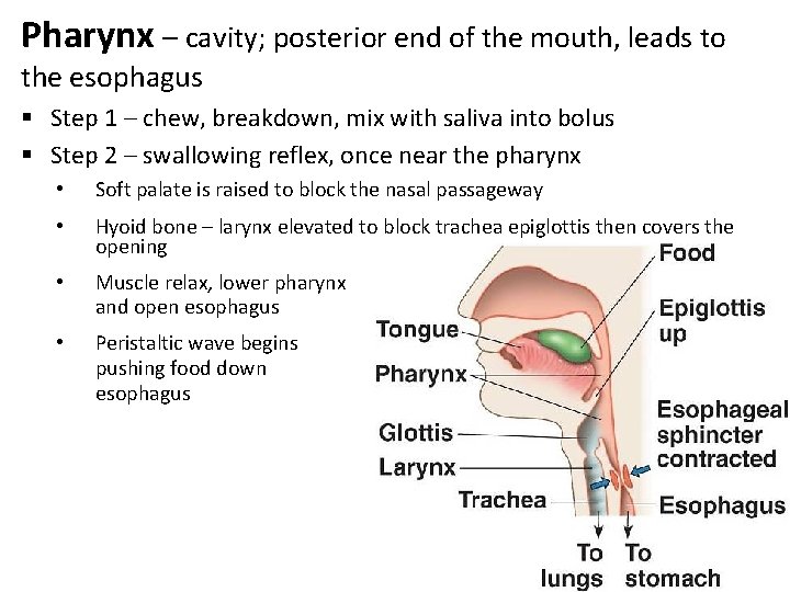Pharynx – cavity; posterior end of the mouth, leads to the esophagus § Step