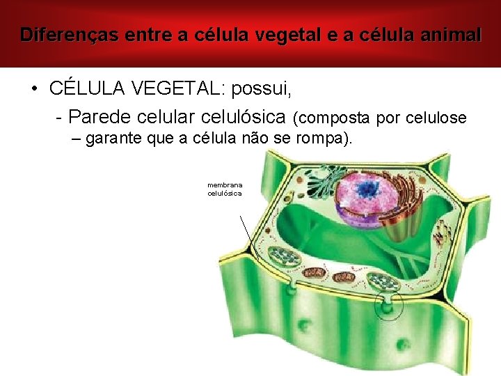 Diferenças entre a célula vegetal e a célula animal • CÉLULA VEGETAL: possui, -