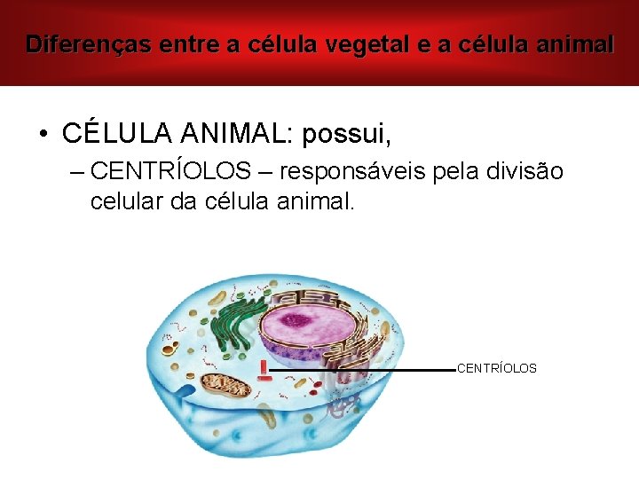 Diferenças entre a célula vegetal e a célula animal • CÉLULA ANIMAL: possui, – Diferenças entre a célula vegetal e a célula animal • CÉLULA ANIMAL: possui, –