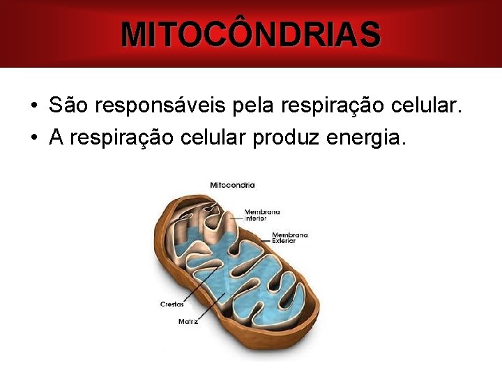 MITOCÔNDRIAS • São responsáveis pela respiração celular. • A respiração celular produz energia. 