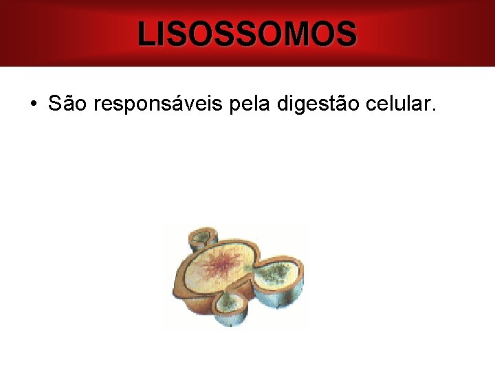 LISOSSOMOS • São responsáveis pela digestão celular. 