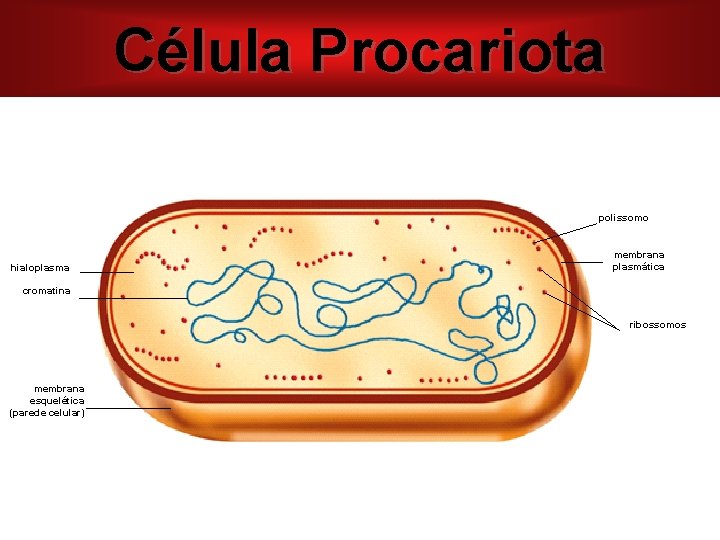 Célula Procariota polissomo hialoplasma membrana plasmática cromatina ribossomos membrana esquelética (parede celular) 