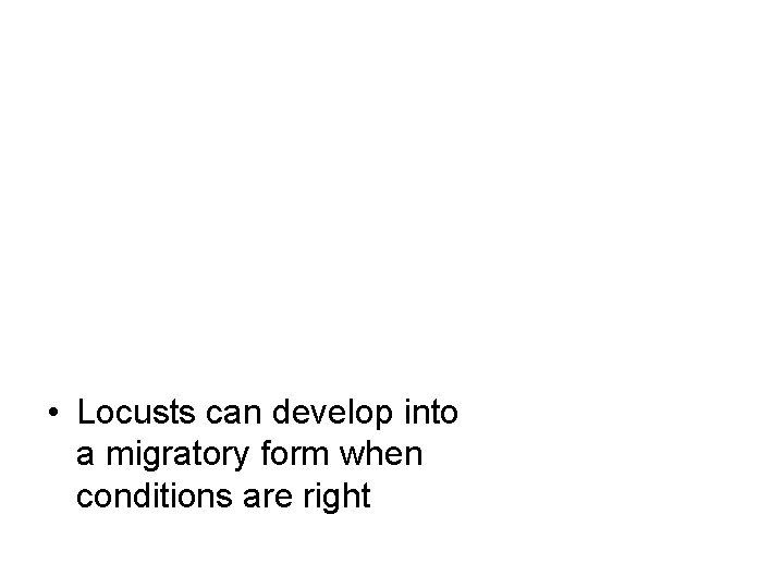  • Locusts can develop into a migratory form when conditions are right 