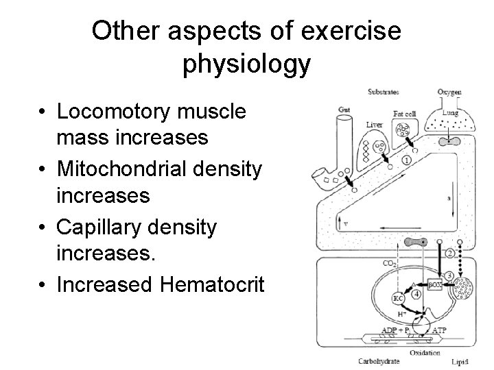Other aspects of exercise physiology • Locomotory muscle mass increases • Mitochondrial density increases