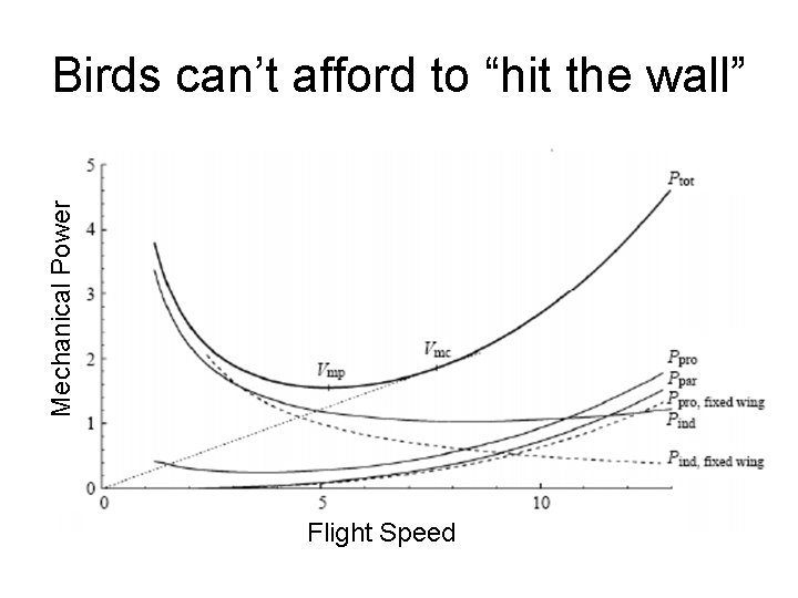 Mechanical Power Birds can’t afford to “hit the wall” Flight Speed 