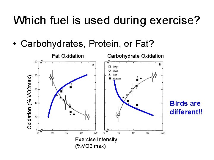 Which fuel is used during exercise? • Carbohydrates, Protein, or Fat? Carbohydrate Oxidation (%
