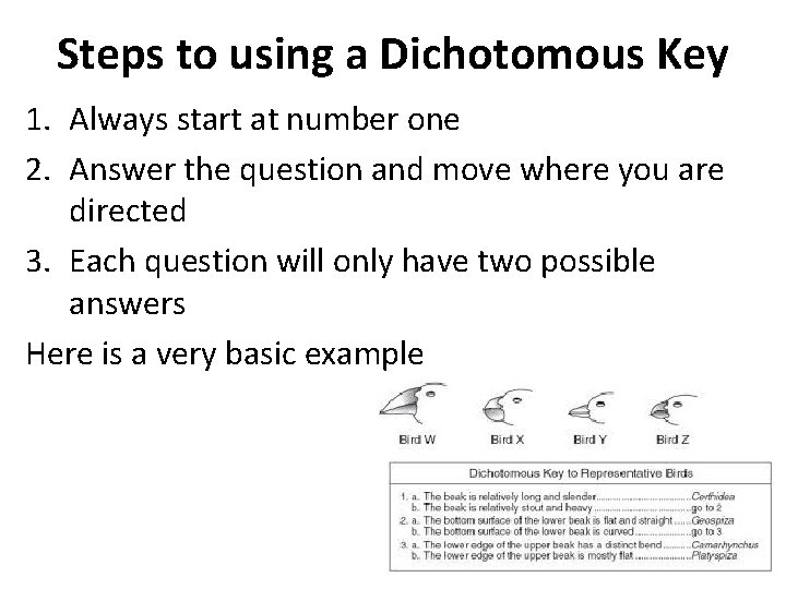 Steps to using a Dichotomous Key 1. Always start at number one 2. Answer Steps to using a Dichotomous Key 1. Always start at number one 2. Answer