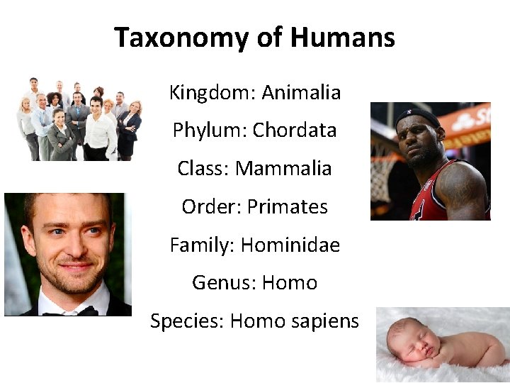 Taxonomy of Humans Kingdom: Animalia Phylum: Chordata Class: Mammalia Order: Primates Family: Hominidae Genus: Taxonomy of Humans Kingdom: Animalia Phylum: Chordata Class: Mammalia Order: Primates Family: Hominidae Genus: