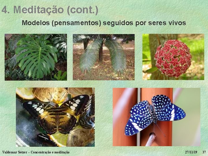 4. Meditação (cont. ) Modelos (pensamentos) seguidos por seres vivos Valdemar Setzer – Concentração