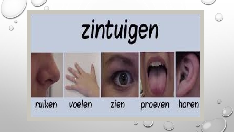 ANATOMIE EN FYSIOLOGIE LES 5 ZENUWEN ZINTUIGEN EN