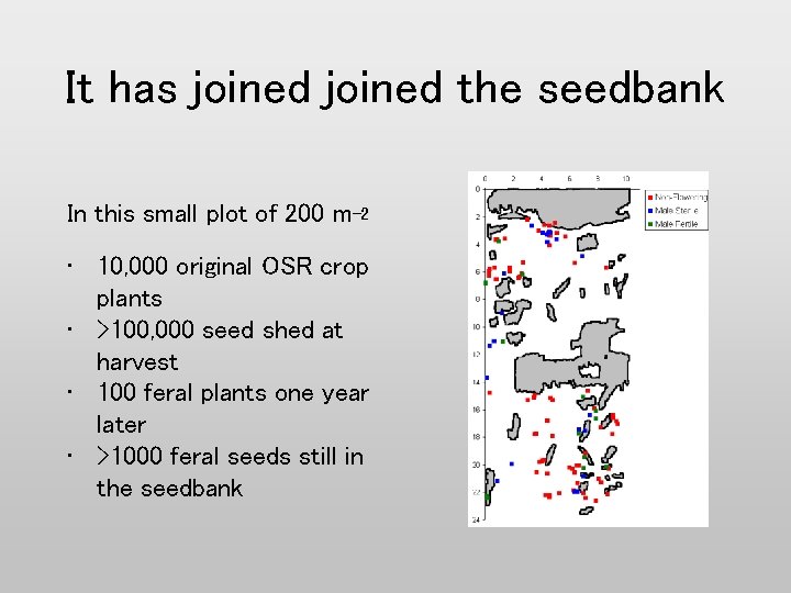 It has joined the seedbank In this small plot of 200 m-2 • 10,