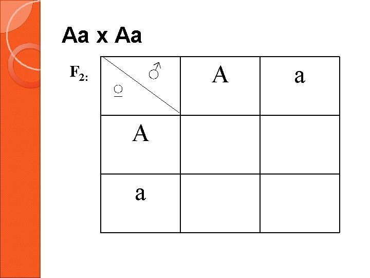 Aa x Aa F 2: ♂ ♀ A a 