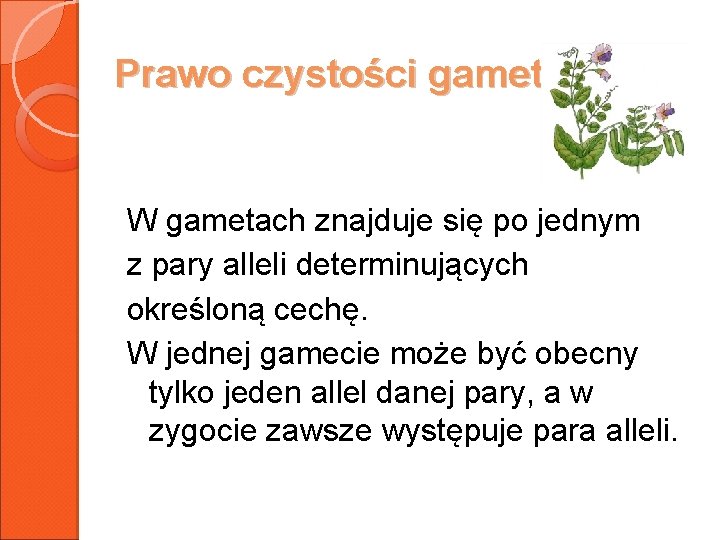 Prawo czystości gamet. W gametach znajduje się po jednym z pary alleli determinujących określoną