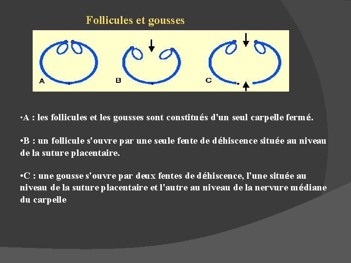 Follicules et gousses • A : les follicules et les gousses sont constitués d'un