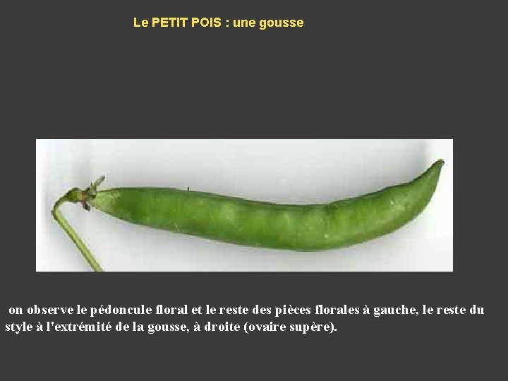 Le PETIT POIS : une gousse on observe le pédoncule floral et le reste