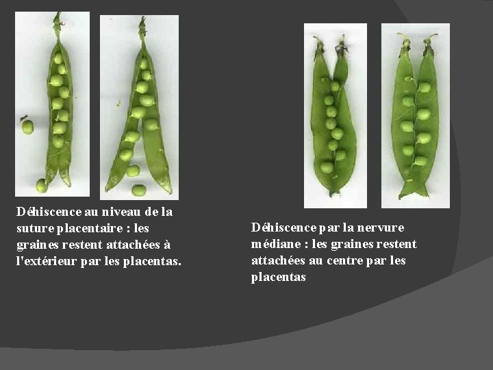 Déhiscence au niveau de la suture placentaire : les graines restent attachées à l'extérieur