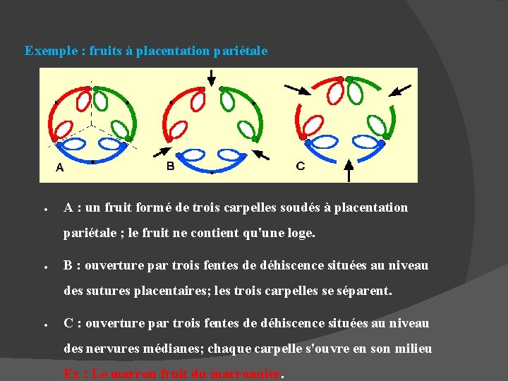  Exemple : fruits à placentation pariétale A : un fruit formé de trois