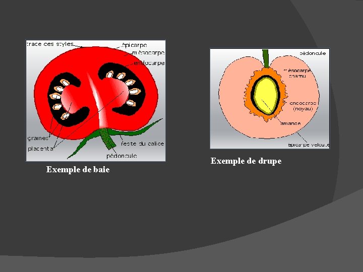 Exemple de baie Exemple de drupe 