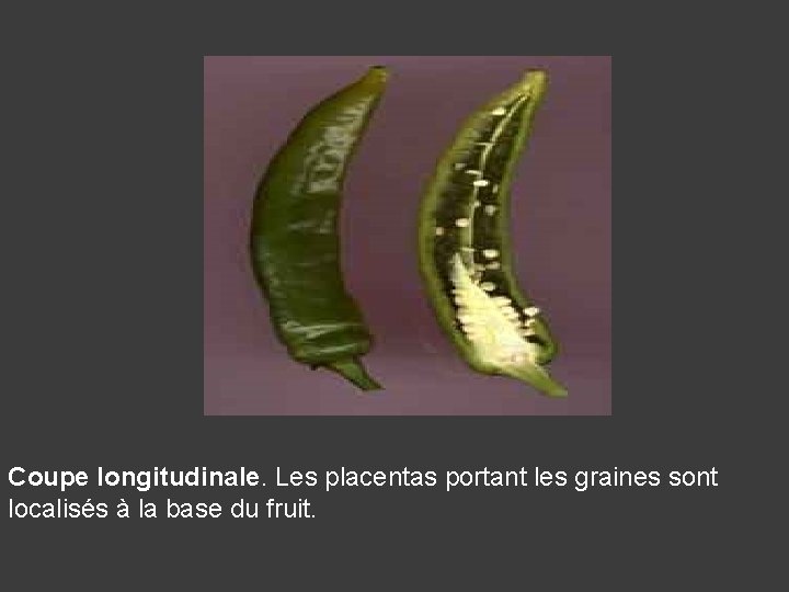 Coupe longitudinale. Les placentas portant les graines sont localisés à la base du fruit.