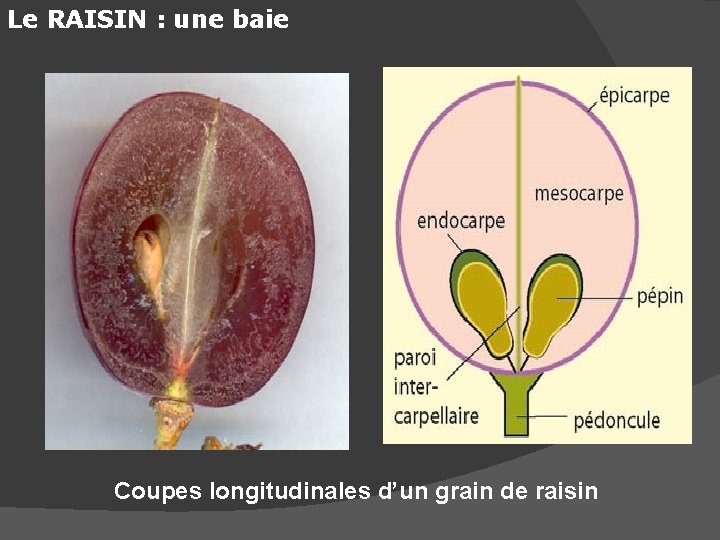 Le RAISIN : une baie Coupes longitudinales d’un grain de raisin 