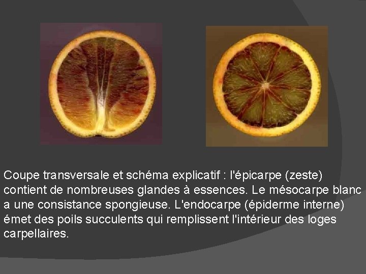 Coupe transversale et schéma explicatif : l'épicarpe (zeste) contient de nombreuses glandes à essences.