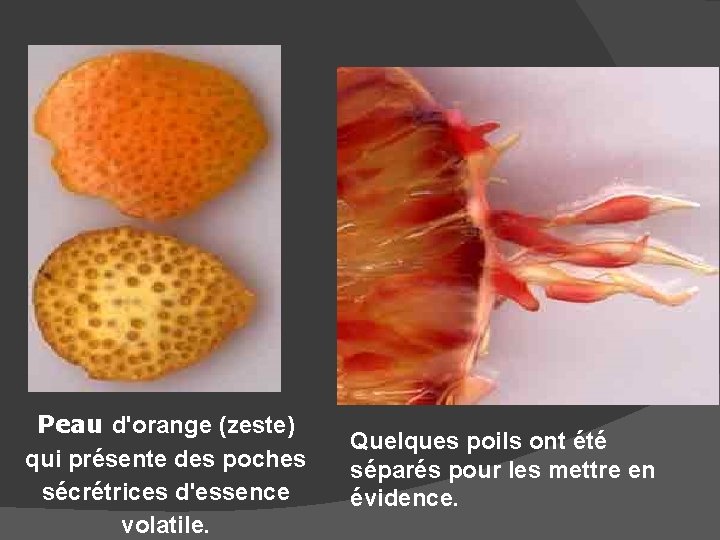 Peau d'orange (zeste) qui présente des poches sécrétrices d'essence volatile. Quelques poils ont été