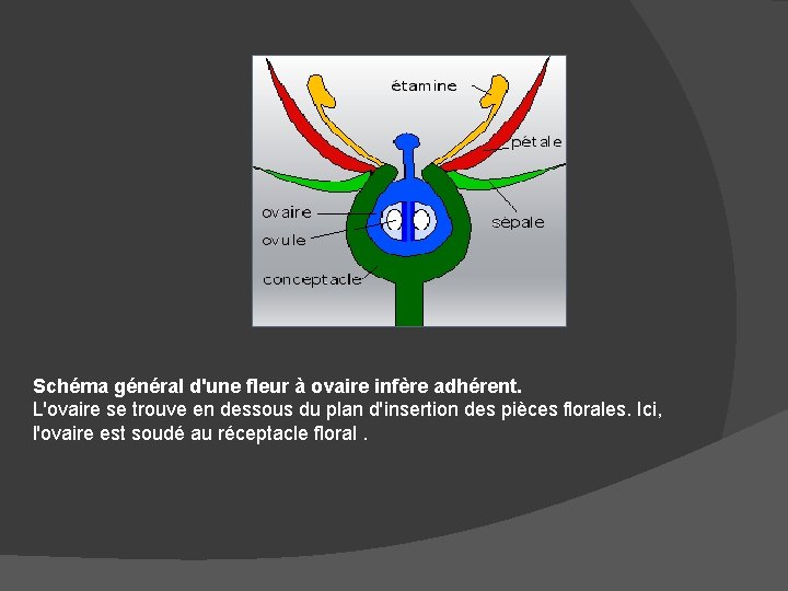 Schéma général d'une fleur à ovaire infère adhérent. L'ovaire se trouve en dessous du