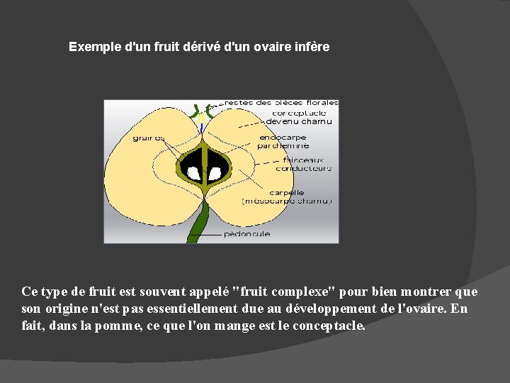 Exemple d'un fruit dérivé d'un ovaire infère Ce type de fruit est souvent appelé