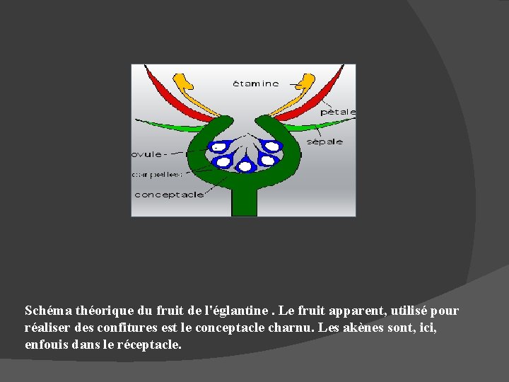Schéma théorique du fruit de l'églantine. Le fruit apparent, utilisé pour réaliser des confitures