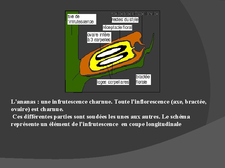 L'ananas : une infrutescence charnue. Toute l'inflorescence (axe, bractée, ovaire) est charnue. Ces différentes