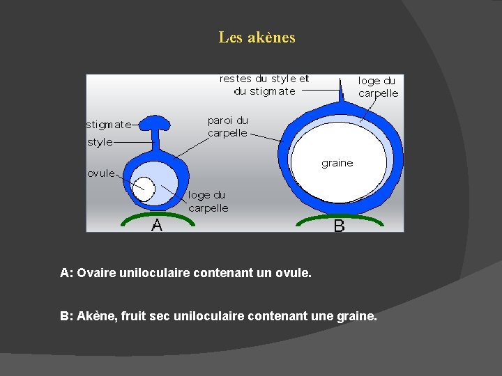 Les akènes A: Ovaire uniloculaire contenant un ovule. B: Akène, fruit sec uniloculaire contenant