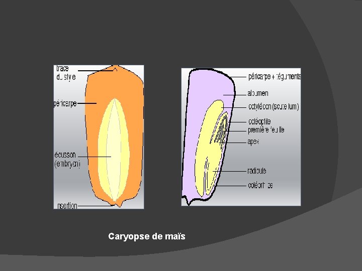 Caryopse de maïs 