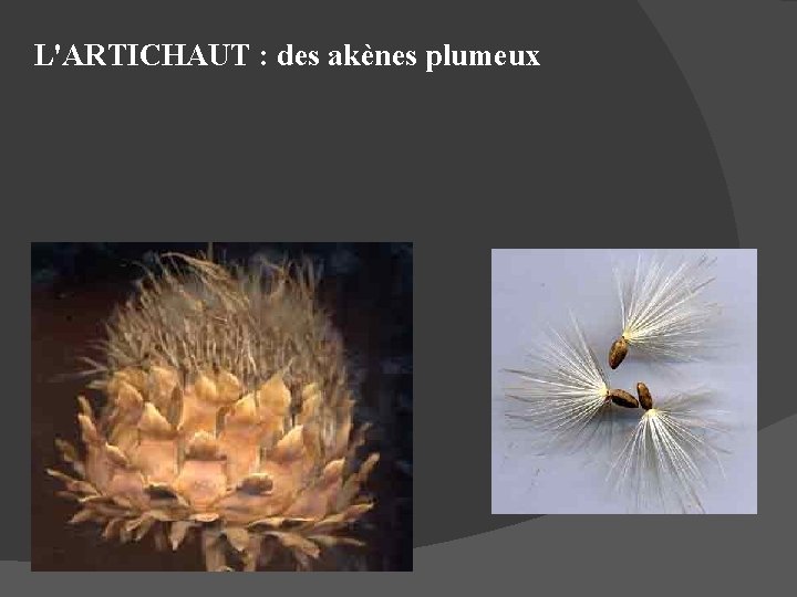 L'ARTICHAUT : des akènes plumeux 