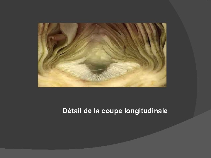 Détail de la coupe longitudinale 