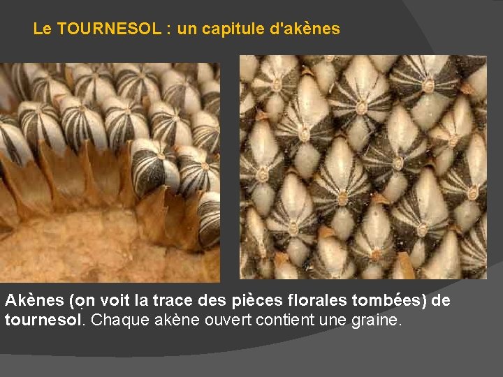 Le TOURNESOL : un capitule d'akènes Akènes (on voit la trace des pièces florales