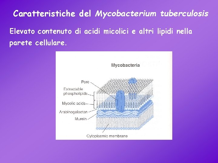 Caratteristiche del Mycobacterium tuberculosis Elevato contenuto di acidi micolici e altri lipidi nella parete