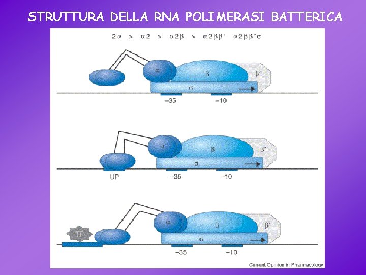 STRUTTURA DELLA RNA POLIMERASI BATTERICA 