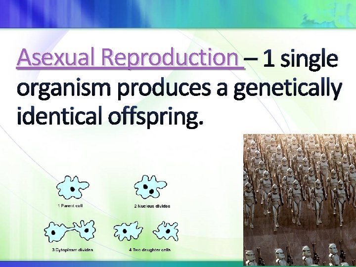 Asexual Reproduction – 1 single organism produces a genetically identical offspring. 