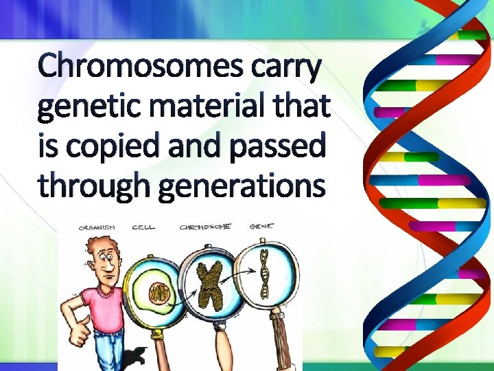 Chromosomes carry genetic material that is copied and passed through generations 