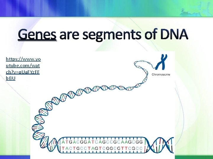 Genes are segments of DNA https: //www. yo utube. com/wat ch? v=q. Ua. FYz.