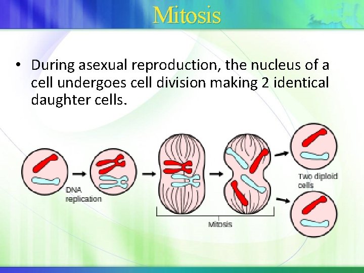 Mitosis • During asexual reproduction, the nucleus of a cell undergoes cell division making