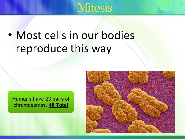 Mitosis • Most cells in our bodies reproduce this way Humans have 23 pairs