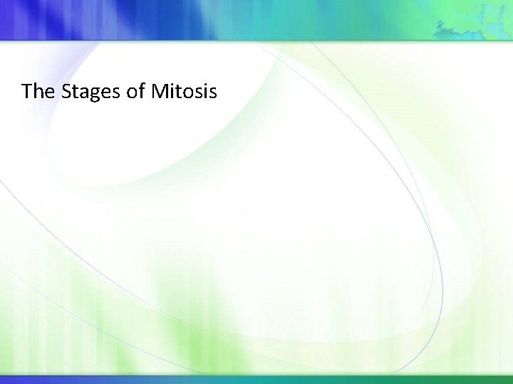 The Stages of Mitosis 