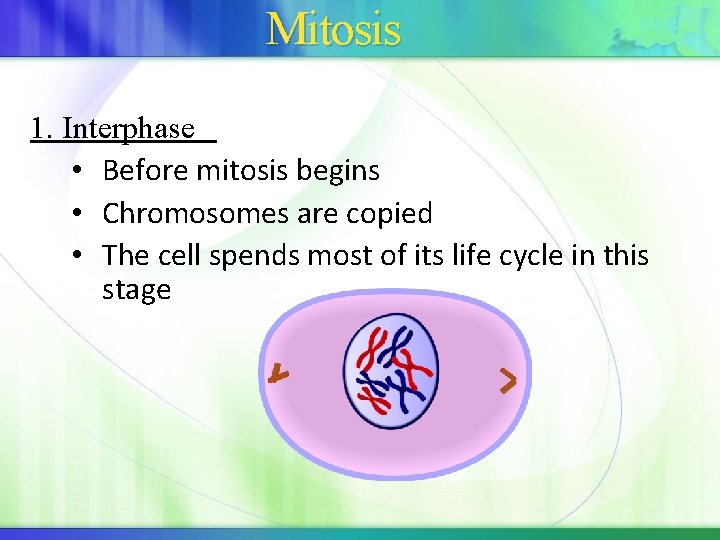 Mitosis 1. Interphase • Before mitosis begins • Chromosomes are copied • The cell