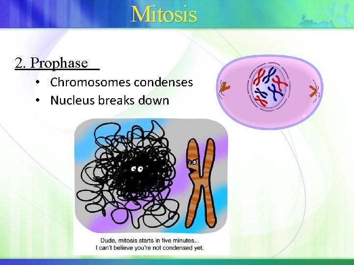 Mitosis 2. Prophase • Chromosomes condenses • Nucleus breaks down 